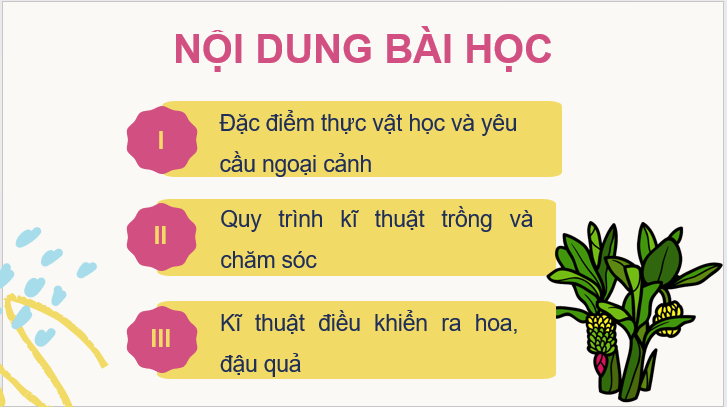 Giáo án điện tử Công nghệ 9 Kết nối tri thức Bài 7: Kĩ thuật trồng và chăm sóc cây chuối | PPT Công nghệ 9