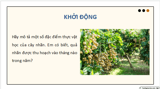 Giáo án điện tử Công nghệ 9 Cánh diều Bài 7: Kĩ thuật trồng và chăm sóc cây nhãn | PPT Công nghệ 9