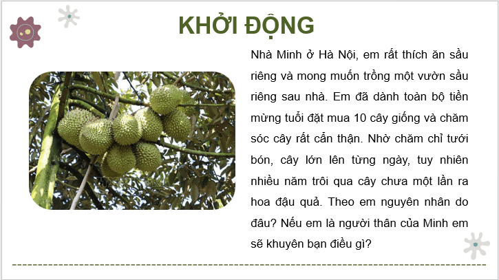 Giáo án điện tử Công nghệ 9 Kết nối tri thức Bài 8: Dự án: Trồng cây ăn quả | PPT Công nghệ 9