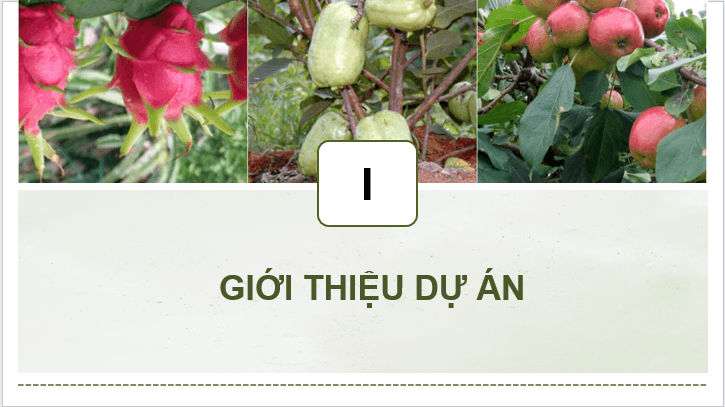 Giáo án điện tử Công nghệ 9 Kết nối tri thức Bài 8: Dự án: Trồng cây ăn quả | PPT Công nghệ 9