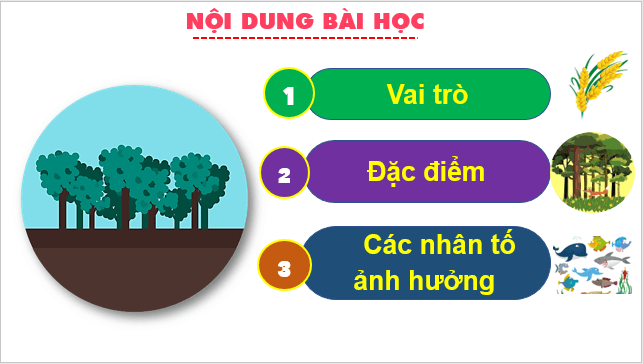 Giáo án điện tử Địa Lí 10 Kết nối tri thức Bài 23: Vai trò, đặc điểm, các nhân tố ảnh hưởng tới phát triển và phân bố nông nghiệp, lâm nghiệp, thủy sản | PPT Địa 10