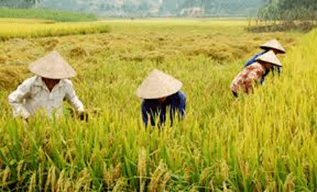 Giáo án Địa Lí 12 Kết nối tri thức Bài 11: Vấn đề phát triển ngành nông nghiệp
