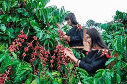 Giáo án Địa Lí 12 Kết nối tri thức Bài 11: Vấn đề phát triển ngành nông nghiệp