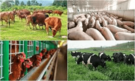 Giáo án Địa Lí 12 Kết nối tri thức Bài 11: Vấn đề phát triển ngành nông nghiệp
