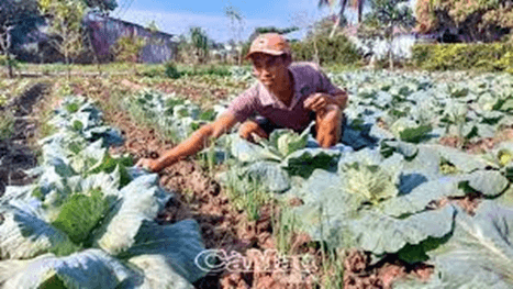 Giáo án Địa Lí 12 Kết nối tri thức Bài 11: Vấn đề phát triển ngành nông nghiệp