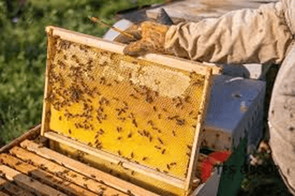 Giáo án Địa Lí 12 Kết nối tri thức Bài 11: Vấn đề phát triển ngành nông nghiệp