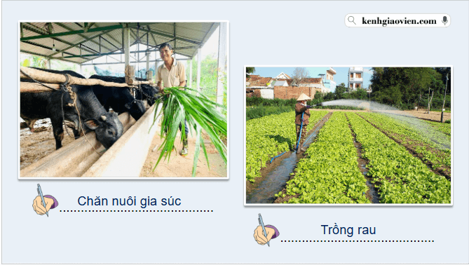 Giáo án điện tử Địa Lí 12 Chân trời sáng tạo Bài 12: Vấn đề phát triển nông nghiệp | PPT Địa 12