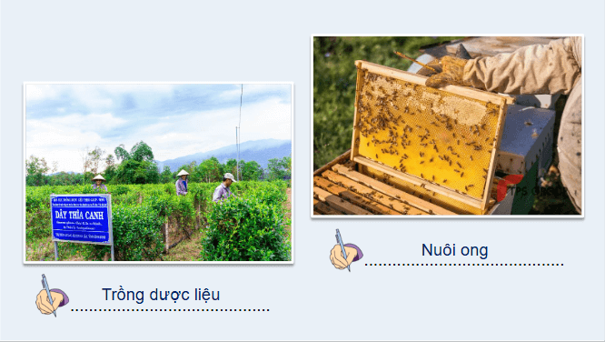 Giáo án điện tử Địa Lí 12 Chân trời sáng tạo Bài 12: Vấn đề phát triển nông nghiệp | PPT Địa 12