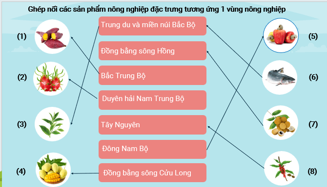 Giáo án điện tử Địa Lí 12 Kết nối tri thức Bài 13: Tổ chức lãnh thổ nông nghiệp | PPT Địa 12