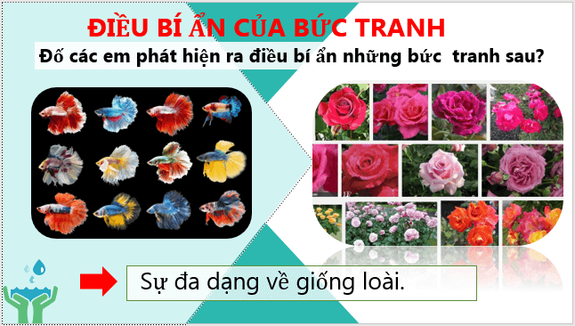 Giáo án điện tử Địa Lí 6 Cánh diều Bài 22: Sự đa dạng của thế giới sinh vật. Các đới thiên nhiên trên Trái Đất. Rừng nhiệt đới | PPT Địa Lí 6