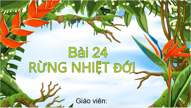 Giáo án điện tử Địa Lí 6 Kết nối tri thức Bài 24: Rừng nhiệt đới | PPT Địa Lí 6