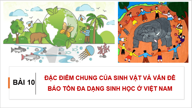 Giáo án điện tử Địa Lí 8 Cánh diều Bài 10: Đặc điểm chung của sinh vật và vấn để bảo tồn đa dạng sinh học ở Việt Nam | PPT Địa 8