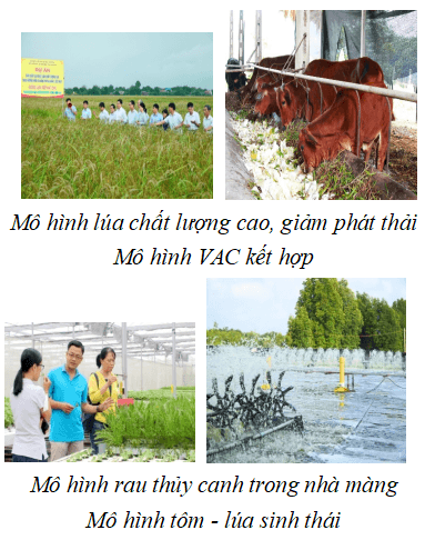 Giáo án Địa Lí 9 Kết nối tri thức Bài 7: Thực hành: Viết báo cáo về một mô hình sản xuất nông nghiệp có hiệu quả