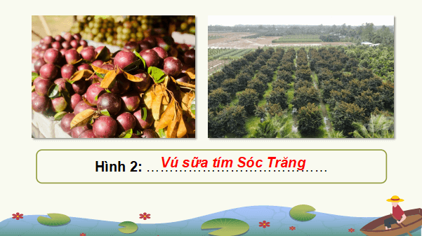 Giáo án điện tử Địa Lí 9 Kết nối tri thức Bài 20: Vùng Đồng bằng sông Cửu Long | PPT Địa 9