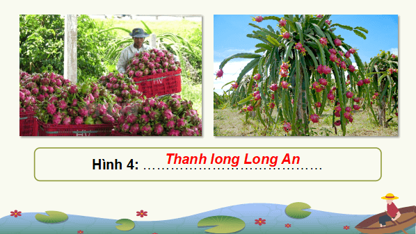 Giáo án điện tử Địa Lí 9 Kết nối tri thức Bài 20: Vùng Đồng bằng sông Cửu Long | PPT Địa 9