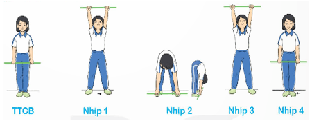 Giáo án Giáo dục thể chất lớp 5 Kết nối tri thức Bài 2: Động tác bụng, động tác vặn mình, động tác toàn thân với gậy 