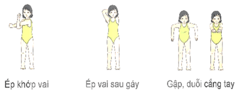 Giáo án Giáo dục thể chất lớp 5 Kết nối tri thức Bài 2: Động tác tay kiểu bơi trườn sấp 