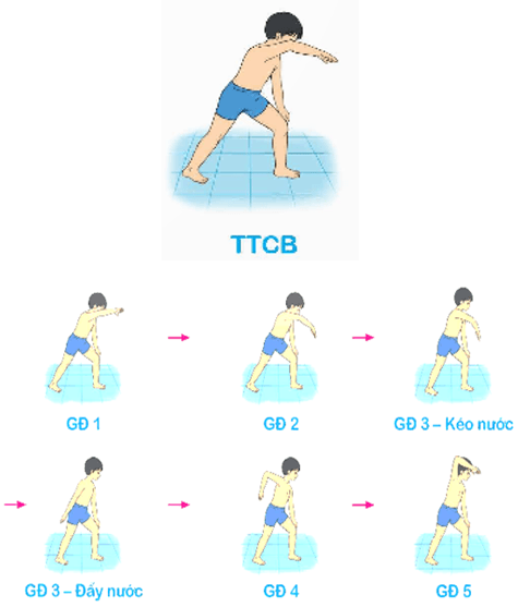 Giáo án Giáo dục thể chất lớp 5 Kết nối tri thức Bài 2: Động tác tay kiểu bơi trườn sấp 