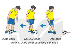 Giáo án GDTC 6 Kết nối tri thức Bài 3: Kĩ thuật dừng bóng bằng lòng bàn chân