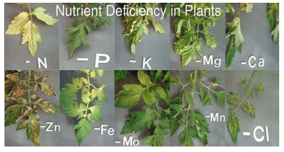 Giáo án Chuyên đề Hóa học 11 Kết nối tri thức Bài 1: Giới thiệu chung về phân bón