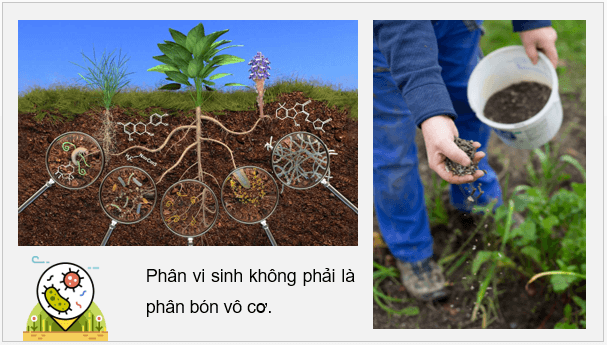 Giáo án điện tử Chuyên đề Hóa 11 Kết nối tri thức Bài 2: Phân bón vô cơ | PPT Chuyên đề Hóa học 11