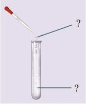 Giáo án Hóa 12 Kết nối tri thức Bài 10: Protein và enzyme