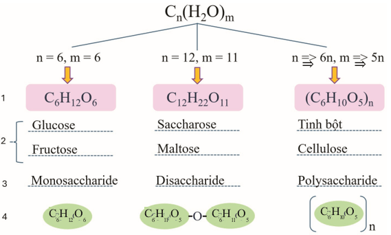 Giáo án Hóa 12 Kết nối tri thức Bài 4: Giới thiệu về carbohydrate. Glucose và fructose