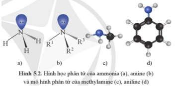 Giáo án Hóa 12 Cánh diều Bài 5: Amine (ảnh 4)