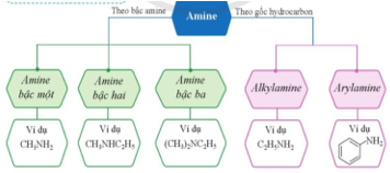 Giáo án Hóa 12 Cánh diều Bài 5: Amine (ảnh 5)