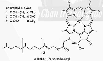 Giáo án Chuyên đề Hóa học 12 Chân trời sáng tạo Bài 8: Vai trò và ứng dụng của phức chất