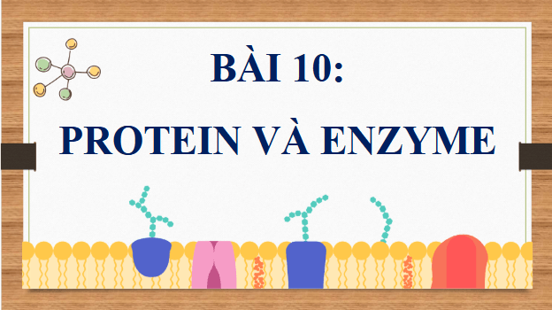 Giáo án điện tử Hóa 12 Kết nối Bài 10: Protein và enzyme | PPT Hóa học 12 Kết nối tri thức