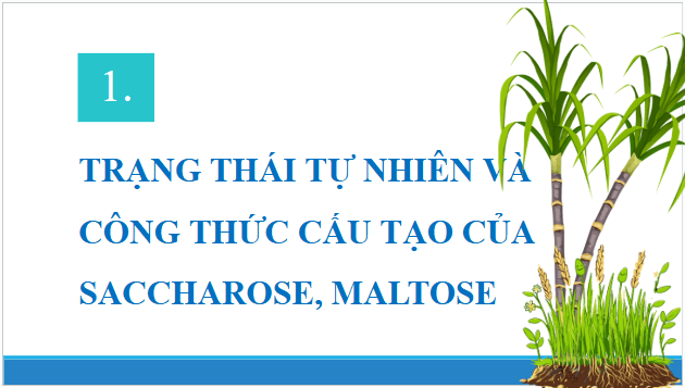 Giáo án điện tử Hóa 12 Chân trời Bài 4: Saccharose và maltose | PPT Hóa học 12 Chân trời sáng tạo