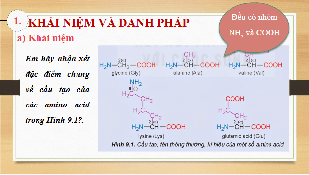 Giáo án điện tử Hóa 12 Kết nối Bài 9: Amino acid và peptide | PPT Hóa học 12 Kết nối tri thức