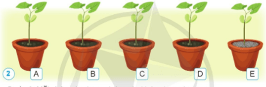 Giáo án Khoa học lớp 4 Bài 13: Nhu cầu sống của thực vật và chăm sóc cây trồng | Cánh diều