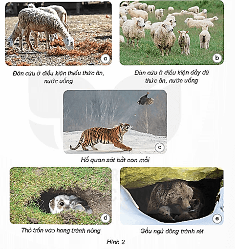 Giáo án Khoa học lớp 4 Bài 16: Động vật cần gì để sống? | Kết nối tri thức