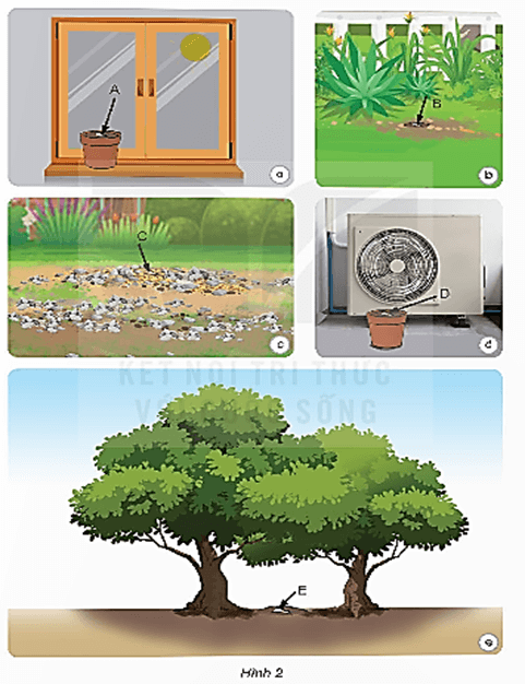 Giáo án Khoa học lớp 4 Bài 18: Ôn tập chủ đề thực vật và động vật | Kết nối tri thức