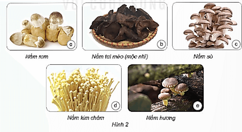 Giáo án Khoa học lớp 4 Bài 20: Nấm ăn và nấm trong chế biến thực phẩm | Kết nối tri thức