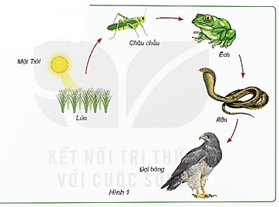 Giáo án Khoa học lớp 4 Bài 30: Vai trò của thực vật trong chuỗi thức ăn | Kết nối tri thức