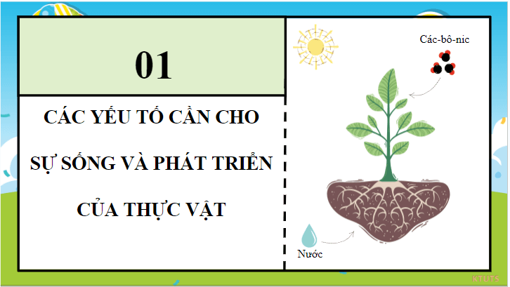 Giáo án điện tử Khoa học lớp 4 Cánh diều Bài 13: Nhu cầu sống của thực vật và chăm sóc cây trồng | PPT Khoa học 4