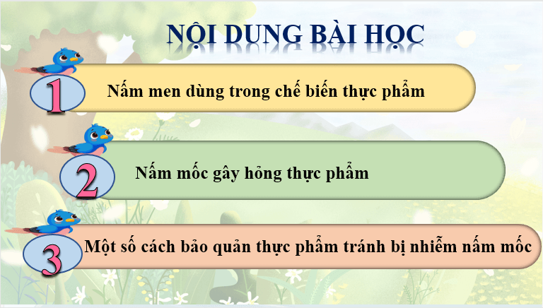 Giáo án điện tử Khoa học lớp 4 Cánh diều Bài 16: Nấm men và nấm mốc | PPT Khoa học 4