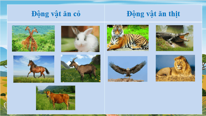 Giáo án điện tử Khoa học lớp 4 Chân trời sáng tạo Bài 17: Chăm sóc cây trồng và vật nuôi | PPT Khoa học 4