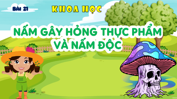 Giáo án điện tử Khoa học lớp 4 Kết nối tri thức Bài 21: Nấm gây hỏng thực phẩm và nấm độc | PPT Khoa học 4