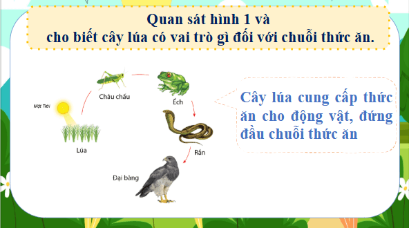 Giáo án điện tử Khoa học lớp 4 Kết nối tri thức Bài 30: Vai trò của thực vật trong chuỗi thức ăn | PPT Khoa học 4