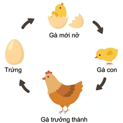 Giáo án Khoa học lớp 5 Cánh diều Bài 11: Vòng đời của động vật đẻ trứng và động vật đẻ con