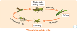 Giáo án Khoa học lớp 5 Cánh diều Bài 11: Vòng đời của động vật đẻ trứng và động vật đẻ con