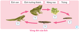 Giáo án Khoa học lớp 5 Cánh diều Bài 11: Vòng đời của động vật đẻ trứng và động vật đẻ con