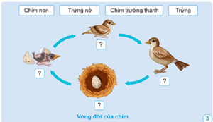 Giáo án Khoa học lớp 5 Cánh diều Bài 11: Vòng đời của động vật đẻ trứng và động vật đẻ con