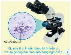 Giáo án Khoa học lớp 5 Cánh diều Bài 12: Vi khuẩn và vi khuẩn gây bệnh ở người