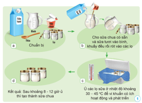 Giáo án Khoa học lớp 5 Cánh diều Bài 13: Vi khuẩn có ích trong chế biến thực phẩm