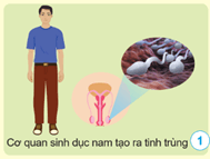 Giáo án Khoa học lớp 5 Cánh diều Bài 14: Nam và nữ